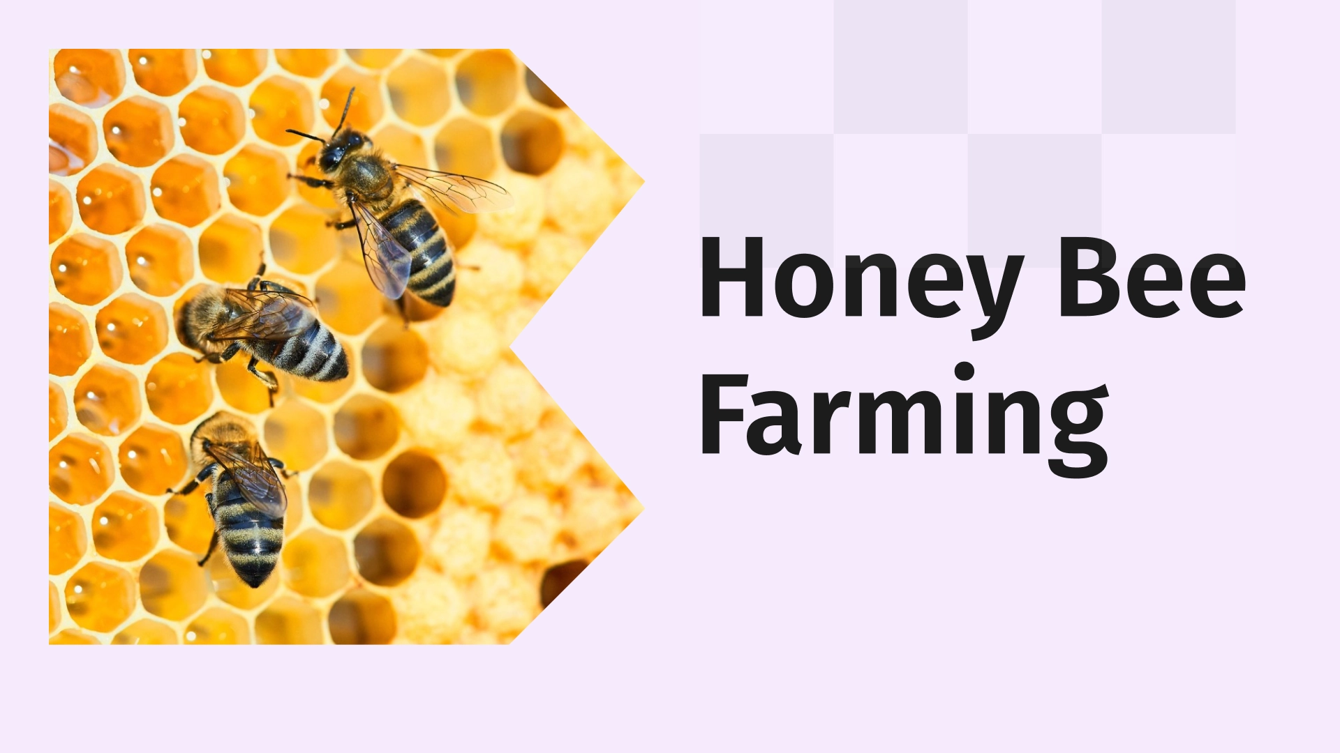 Complete Honey Bee Farming Course in India