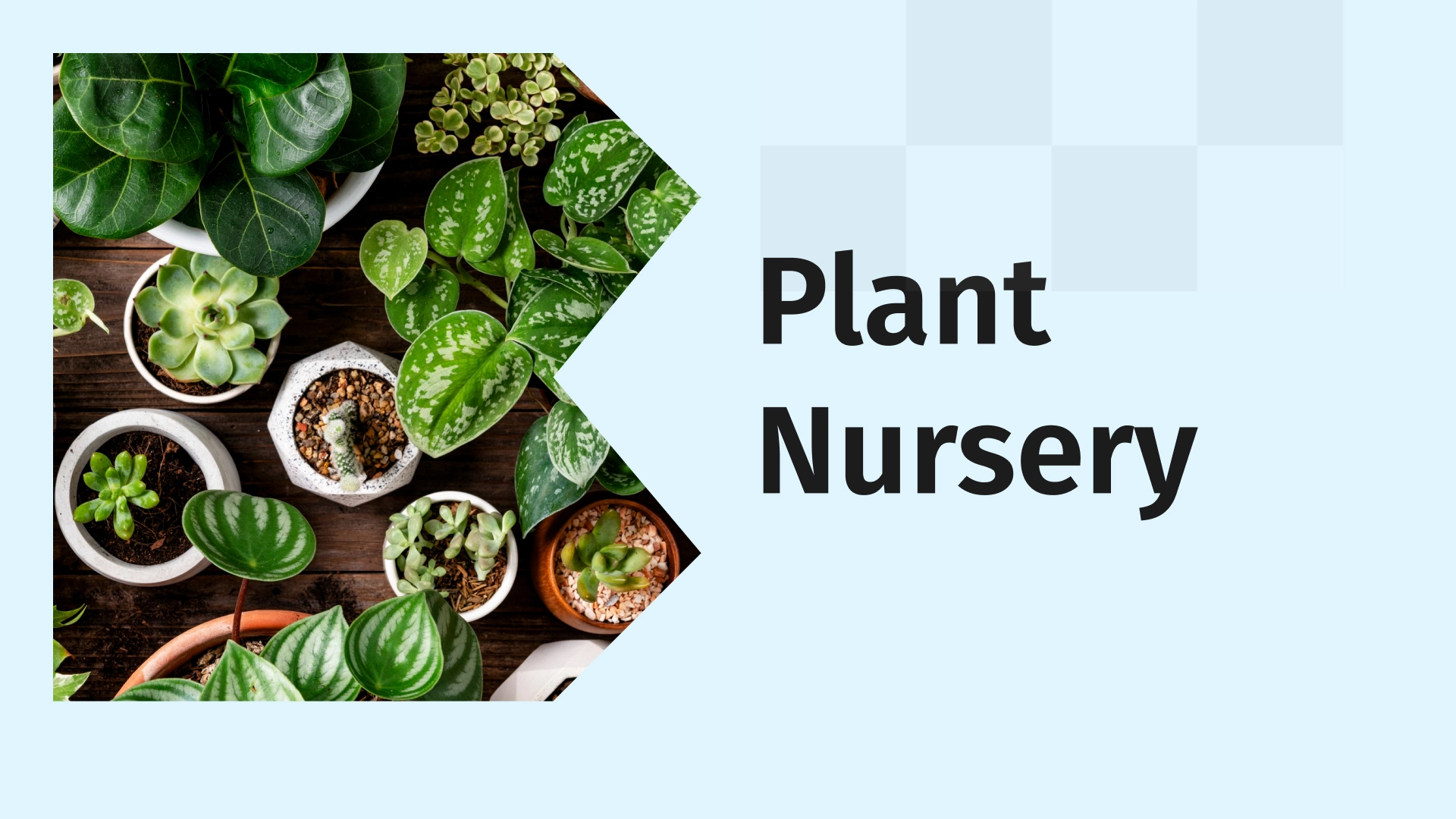 What is Plant Nursery?