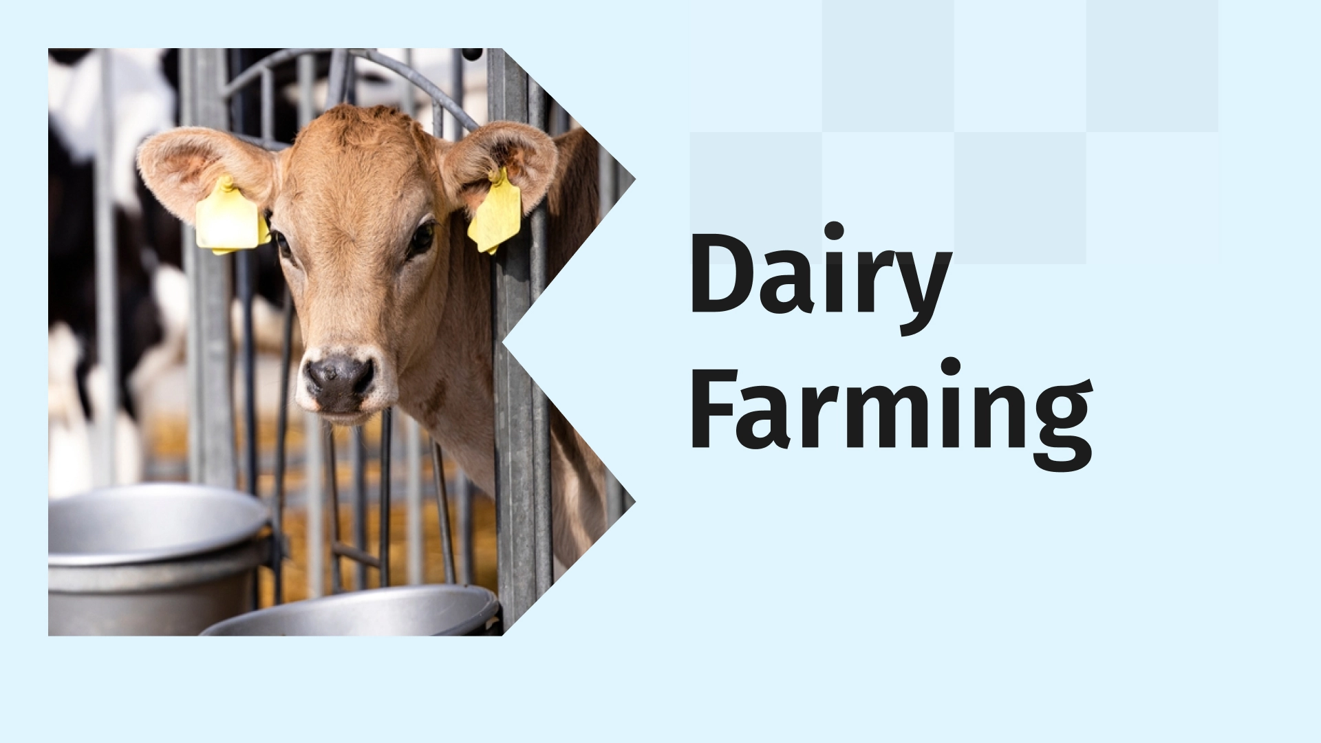 Dairy Farming Course Online