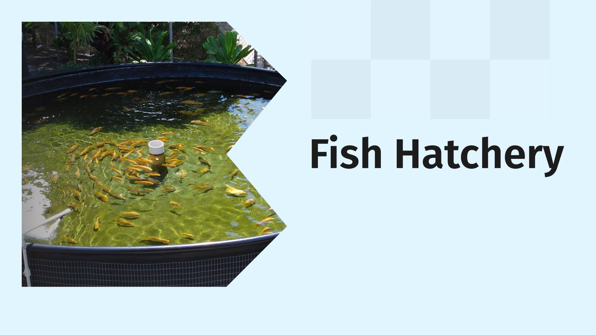 Fish Hatchery Business Video