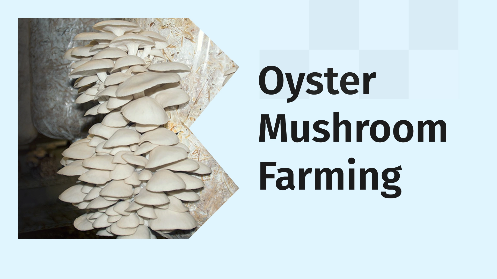 Oyster mushroom farming video