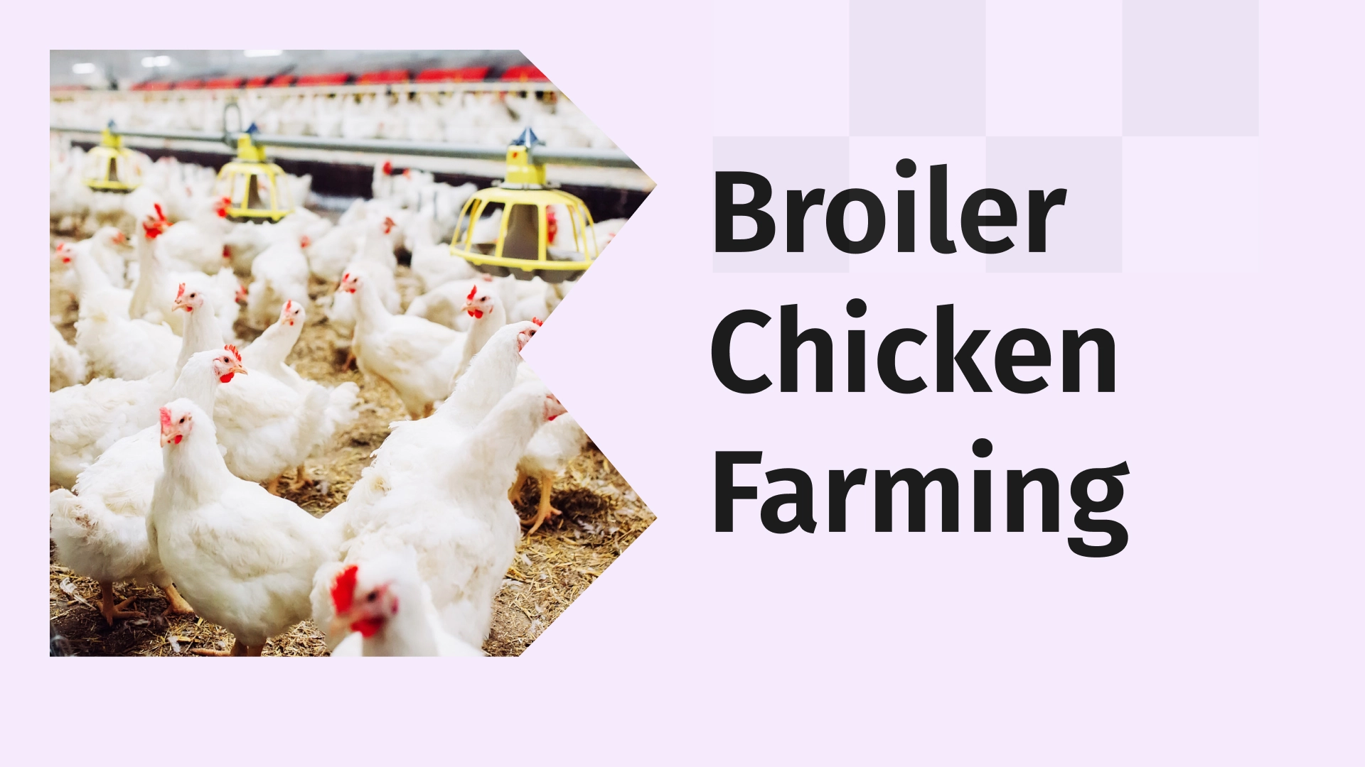 Setup A Broiler Chicken Farm Course video