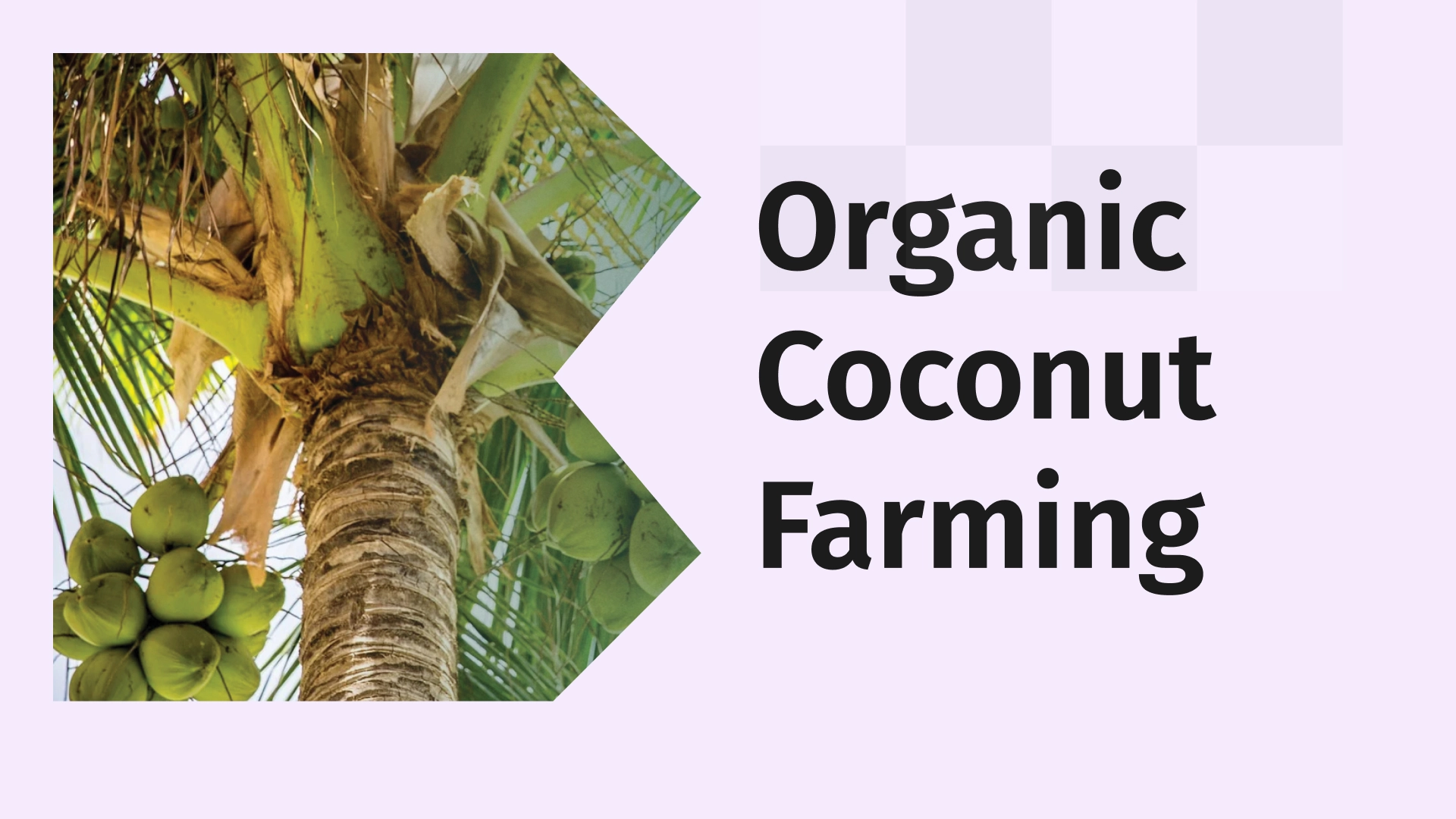 Organic Coconut Farming Course Video