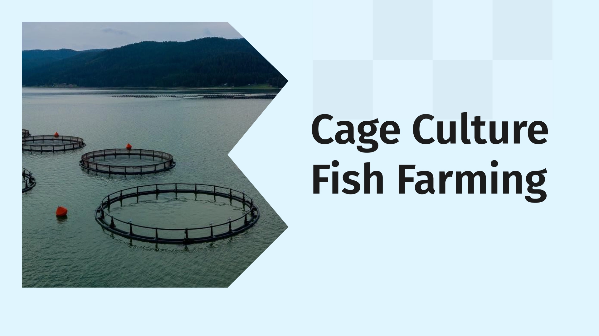 Cage Culture Fish Farming Course Video