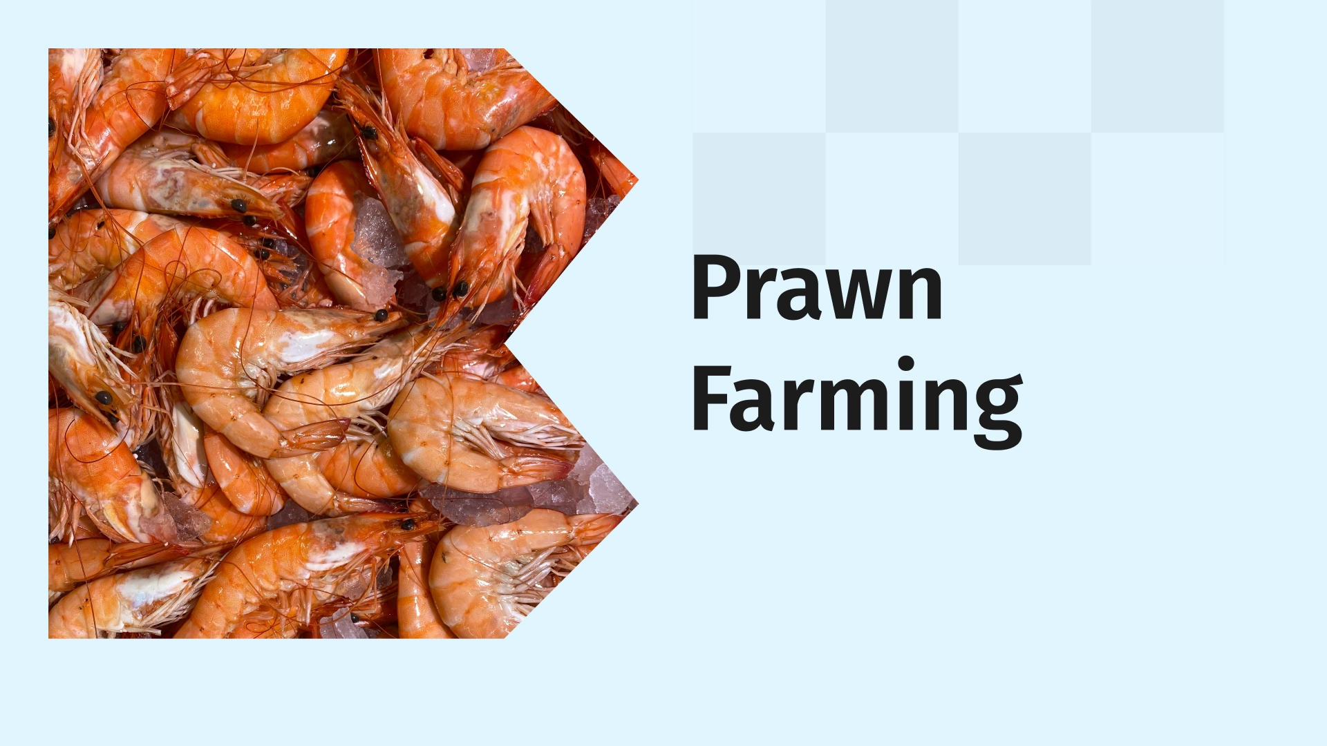 About Prawn Farming Course Video
