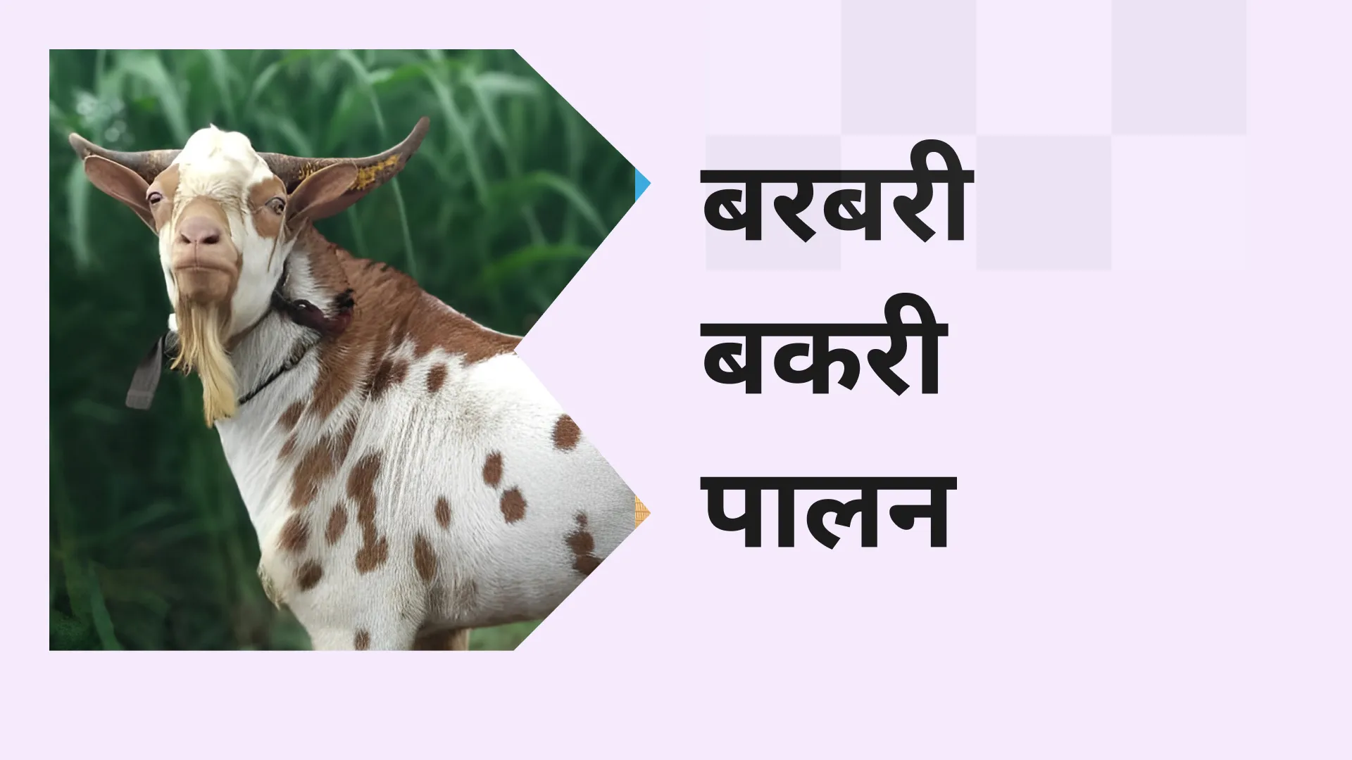 Barbari Goat Farming Course Video