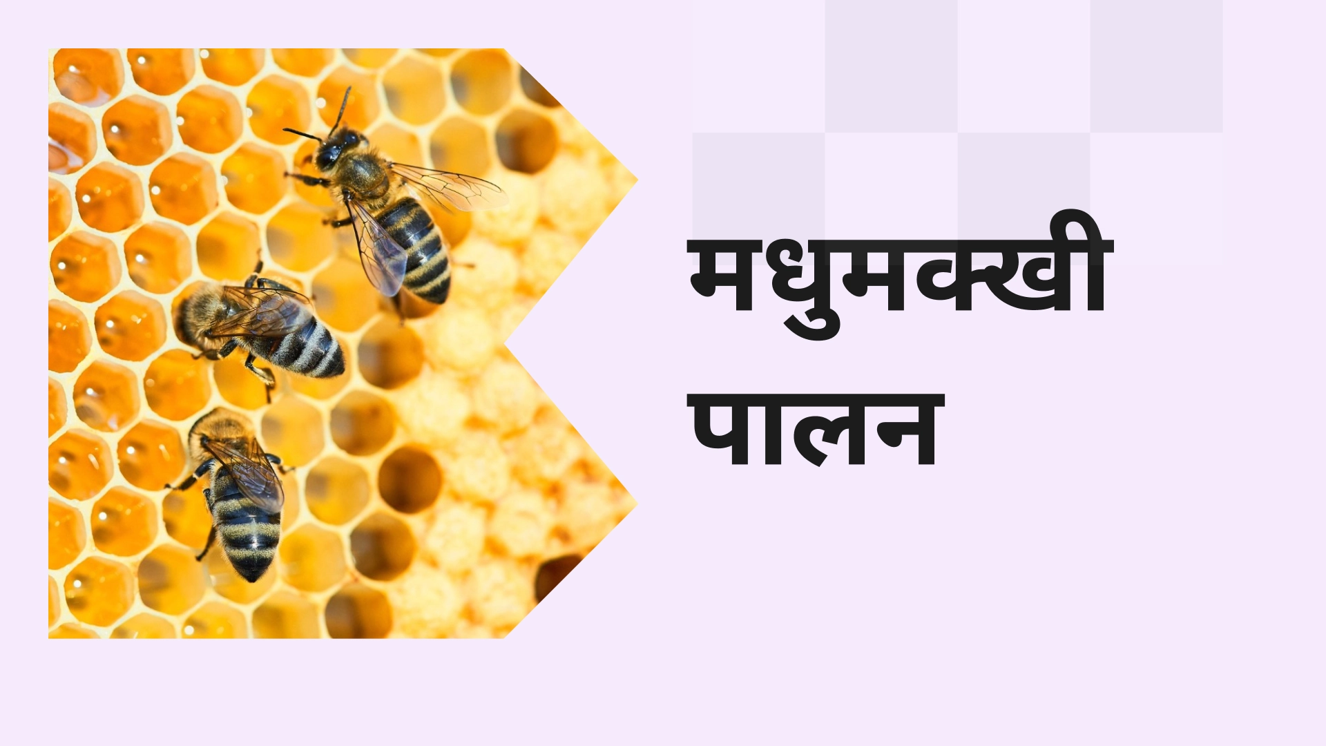 Complete Honey Bee Farming Course in India