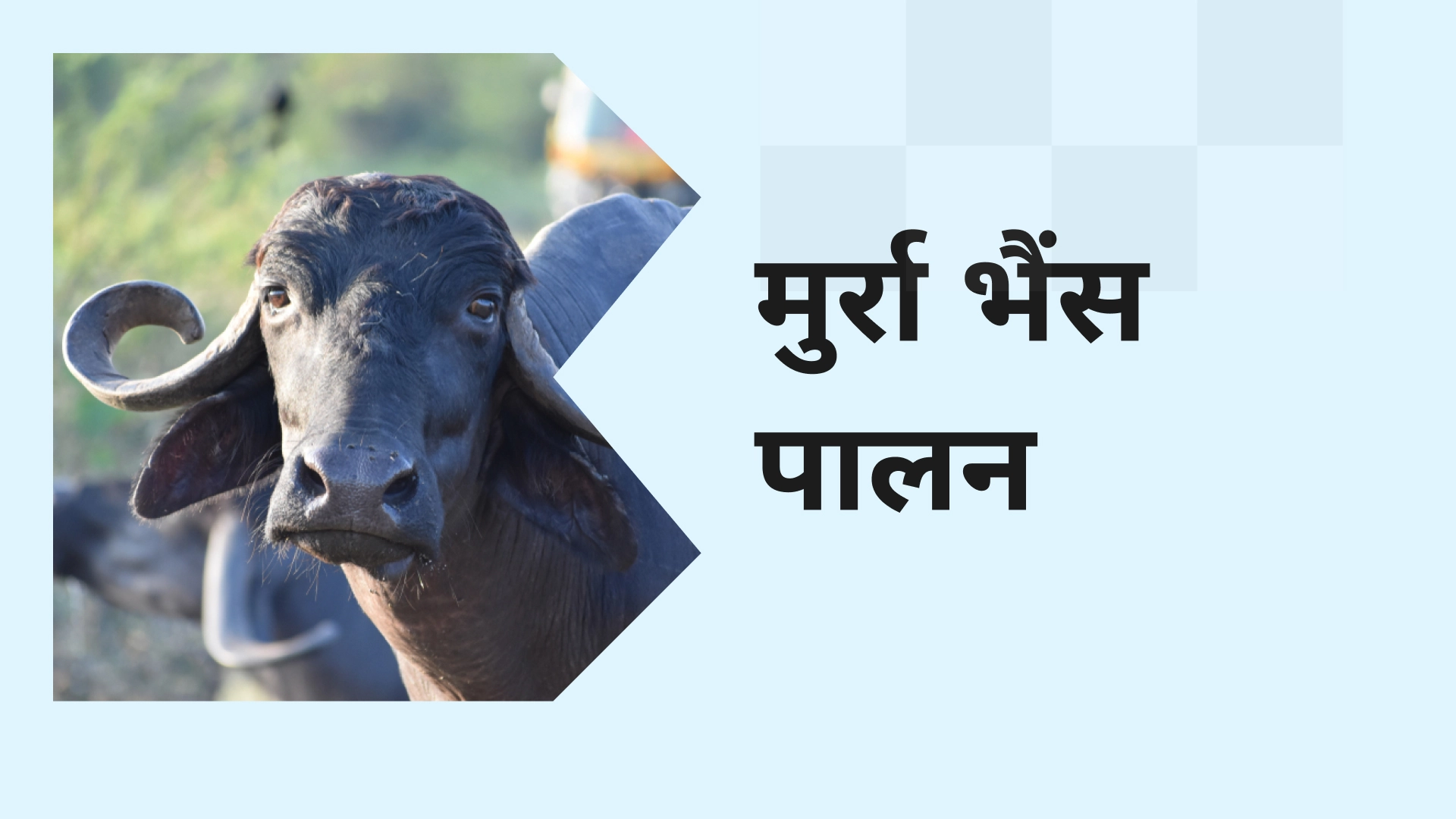 Murrah Buffalo Farming Course Video
