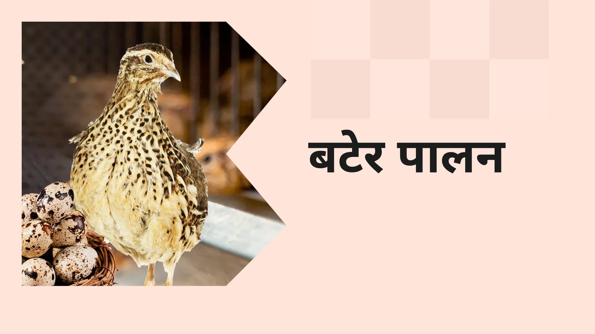 Quail Farming Course Video