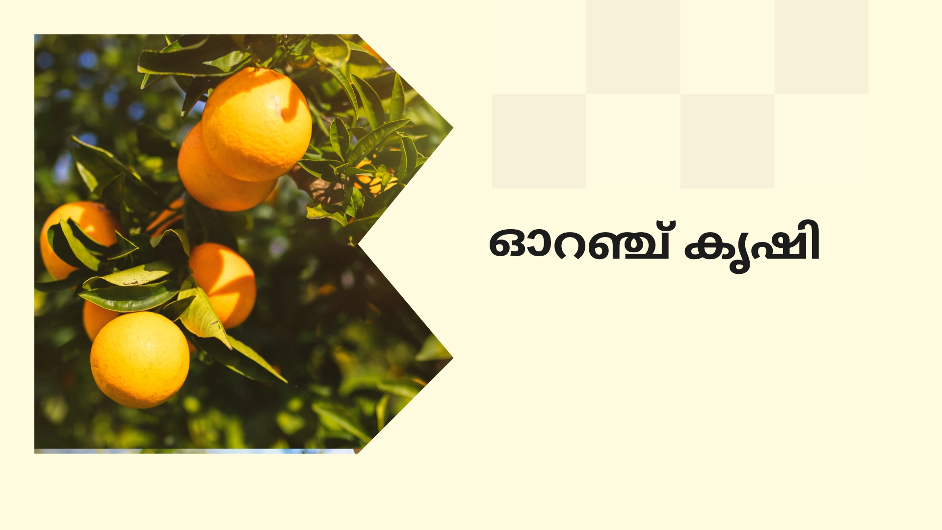 Orange farming course – Earn in lakhs video