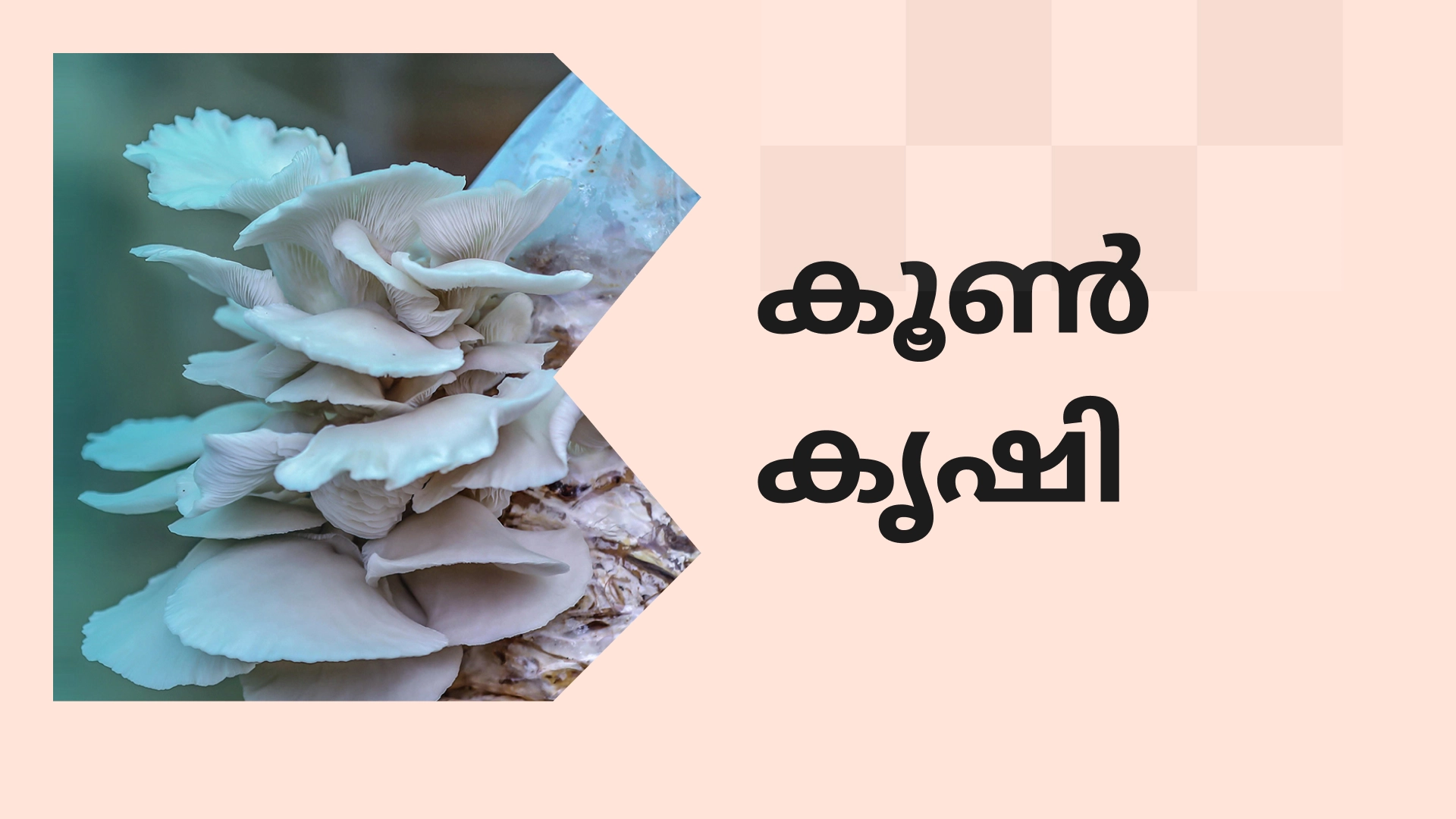 Best Mushroom Farming Online Course