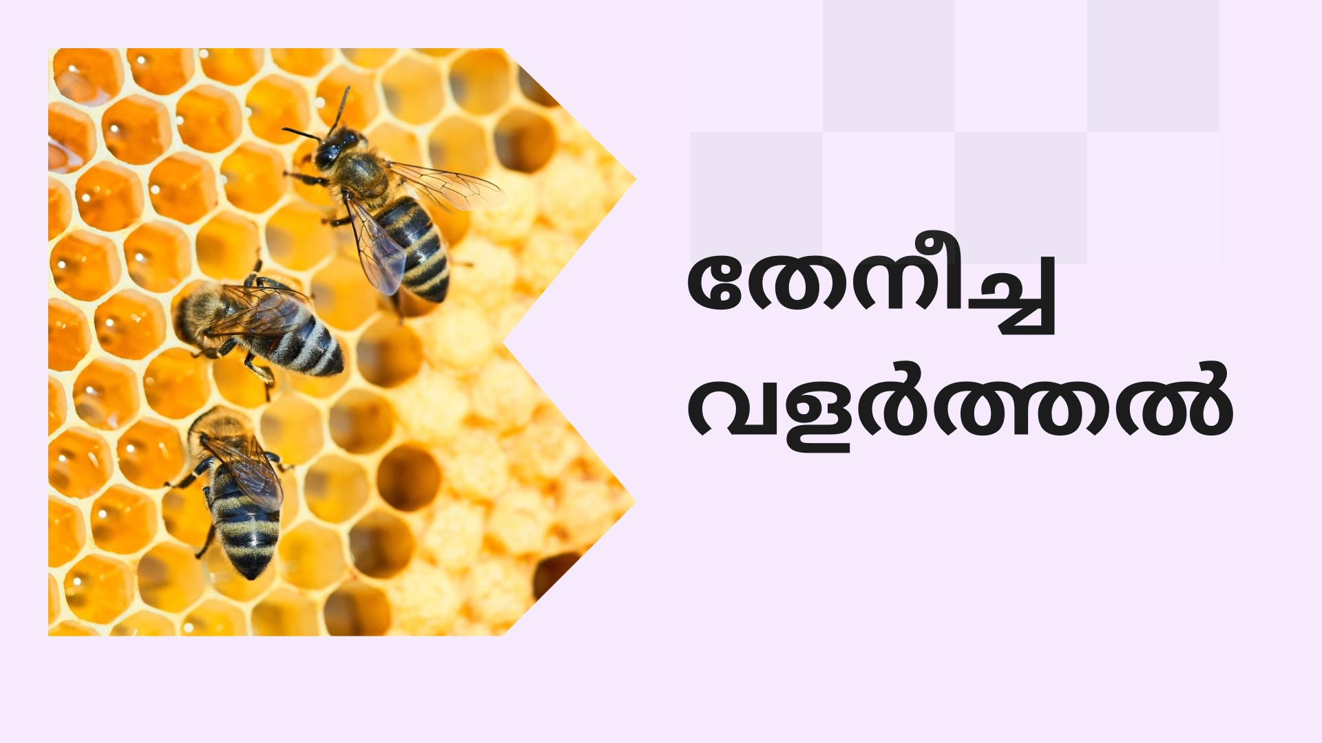 Complete Honey Bee Farming Course in India