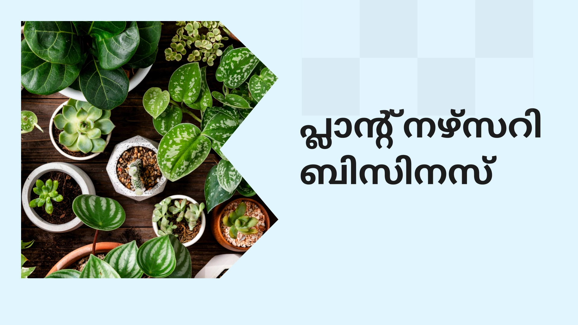 What is Plant Nursery?