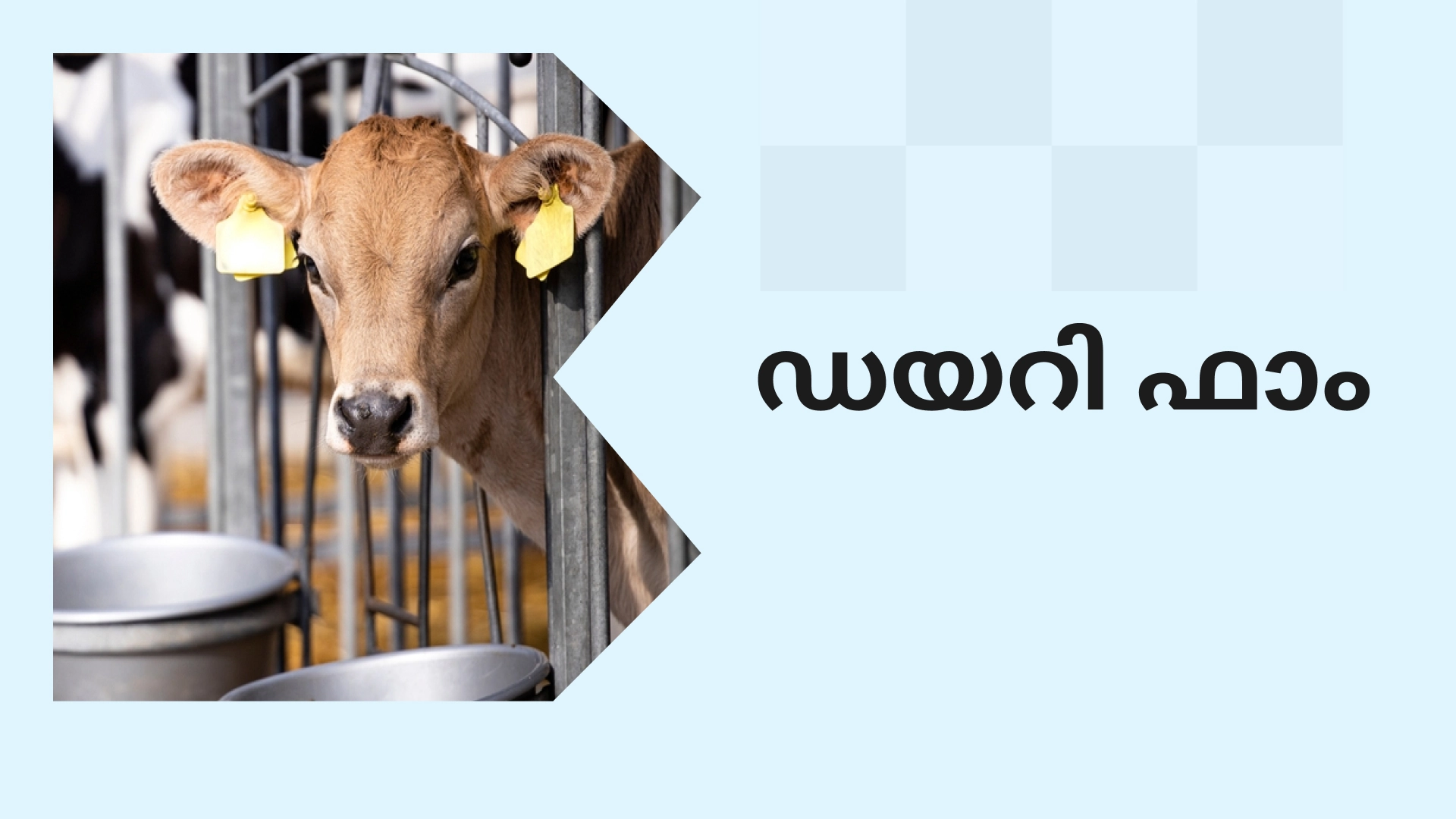Dairy Farming Course Online