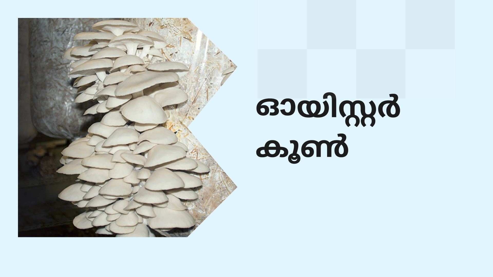 Oyster Mushroom Farming CourseVideo