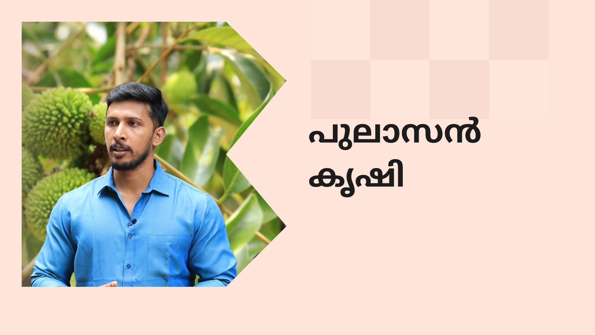 Pulasan Farming Course Video