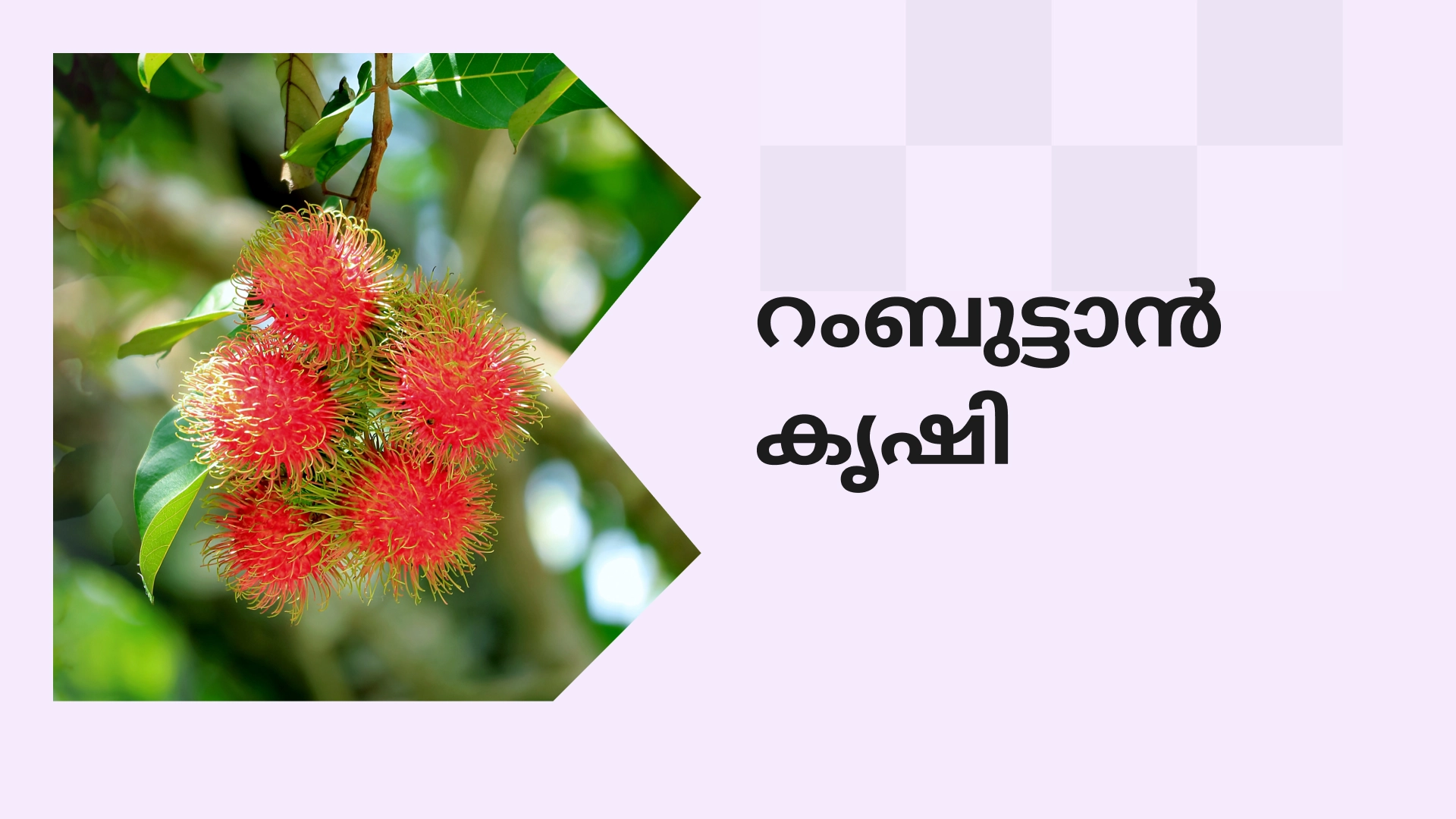 Rambutan Fruit Farming Course Video