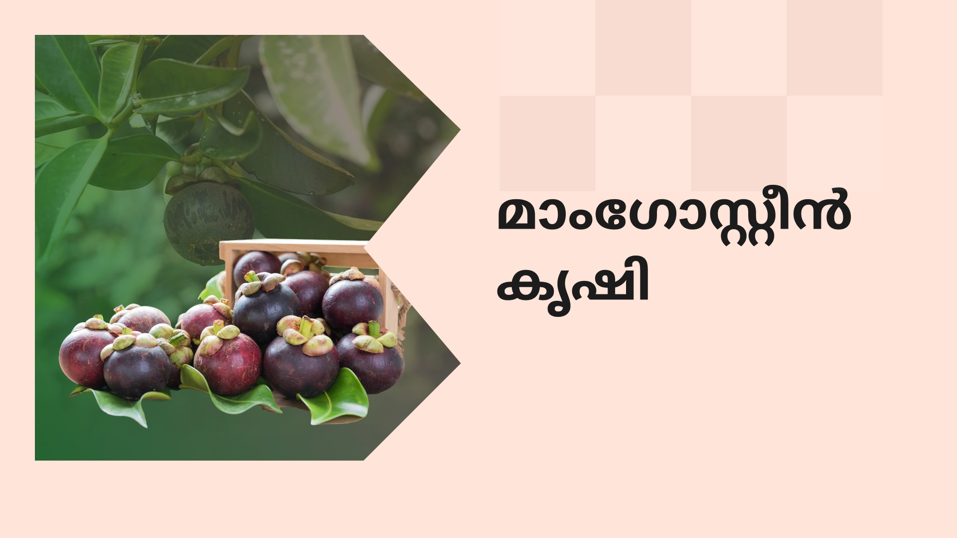 Mangosteen Fruit Farming Course Video
