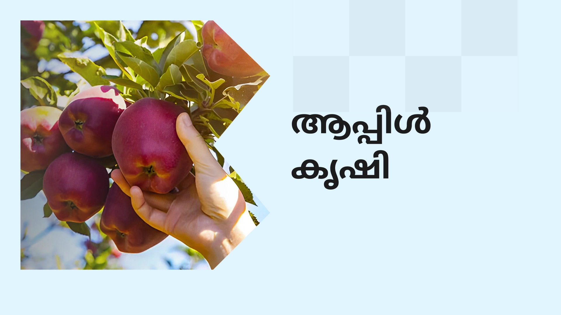 Course Video on Apple Farming