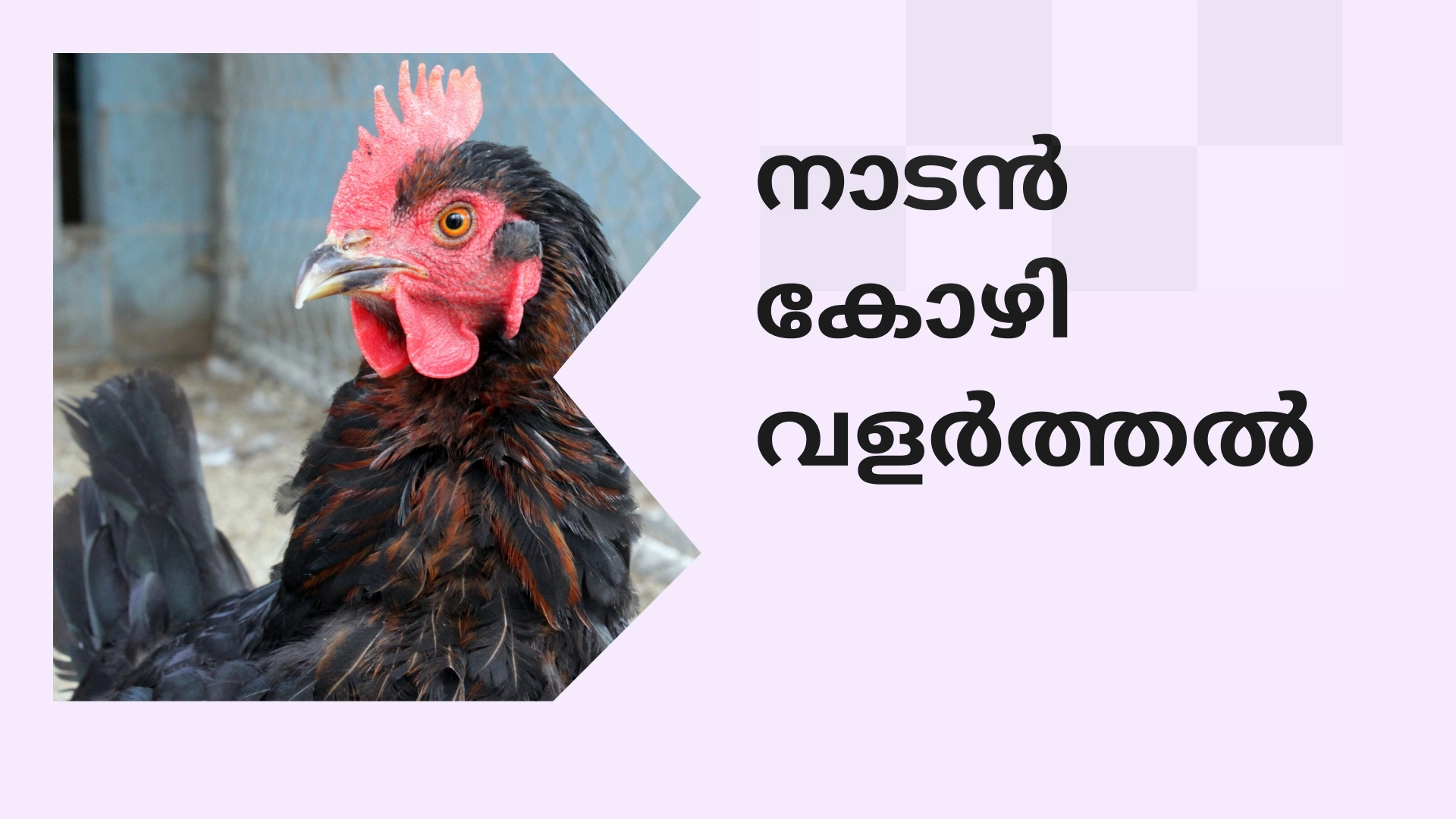 Country Chicken farm Video
