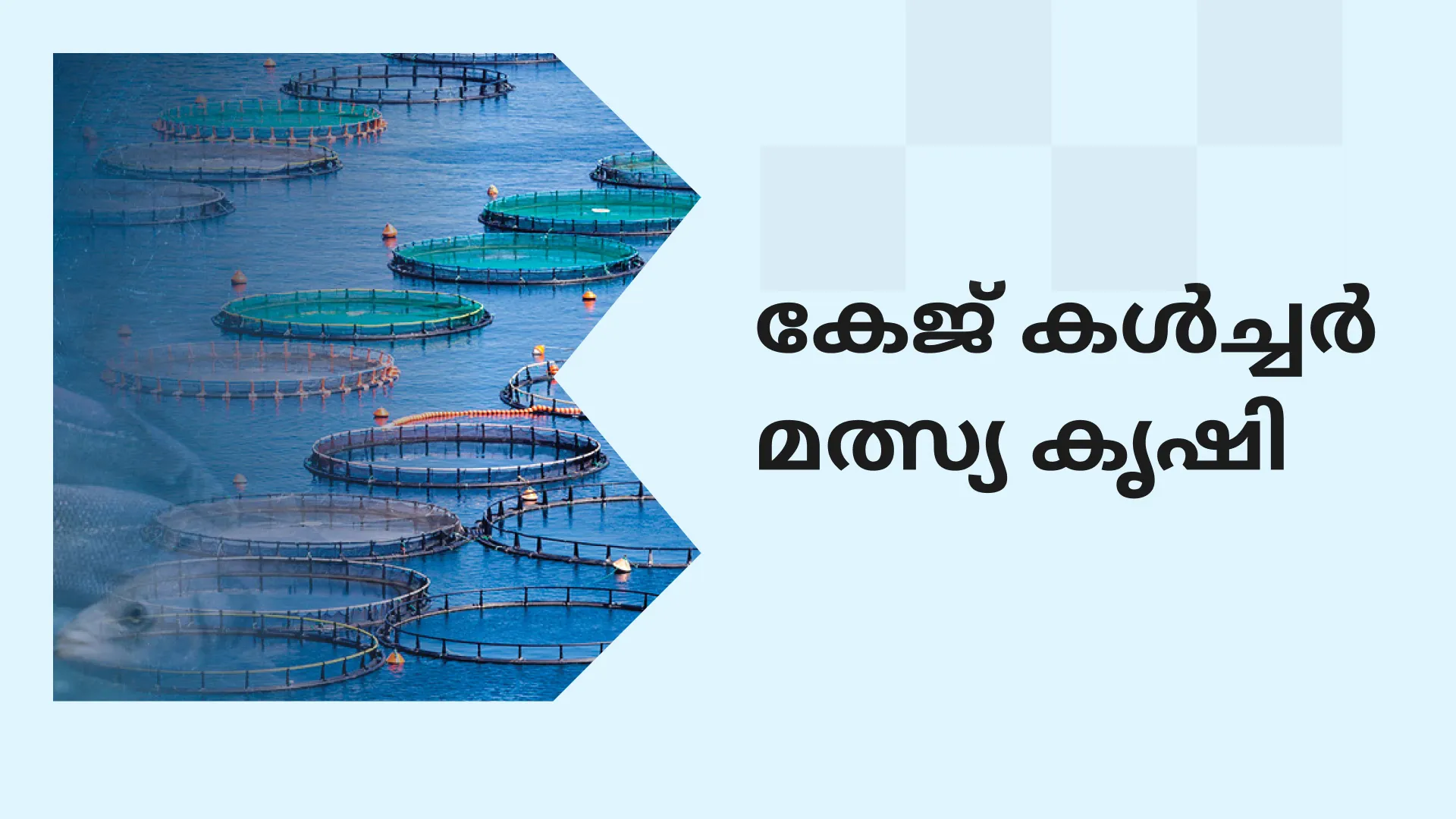 Cage Culture Fish Farming Course Video