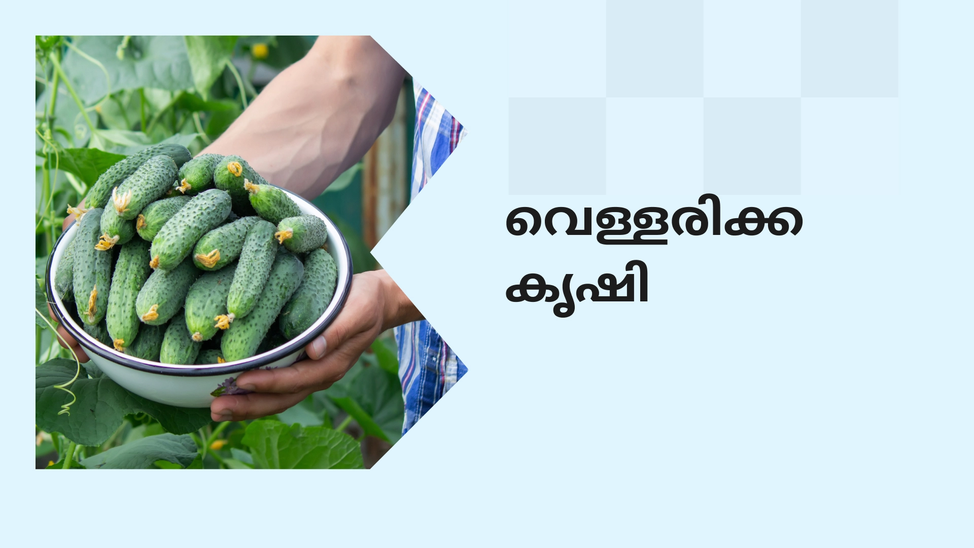 Cucumber Farming Course Video