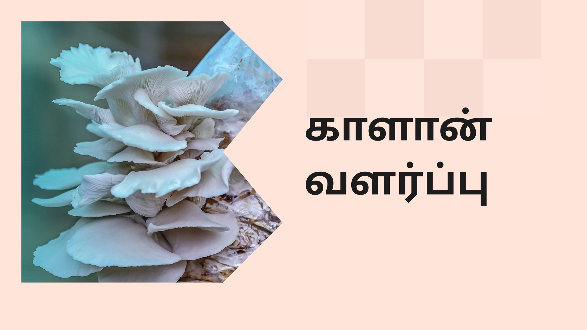 Best Mushroom Farming Online Course