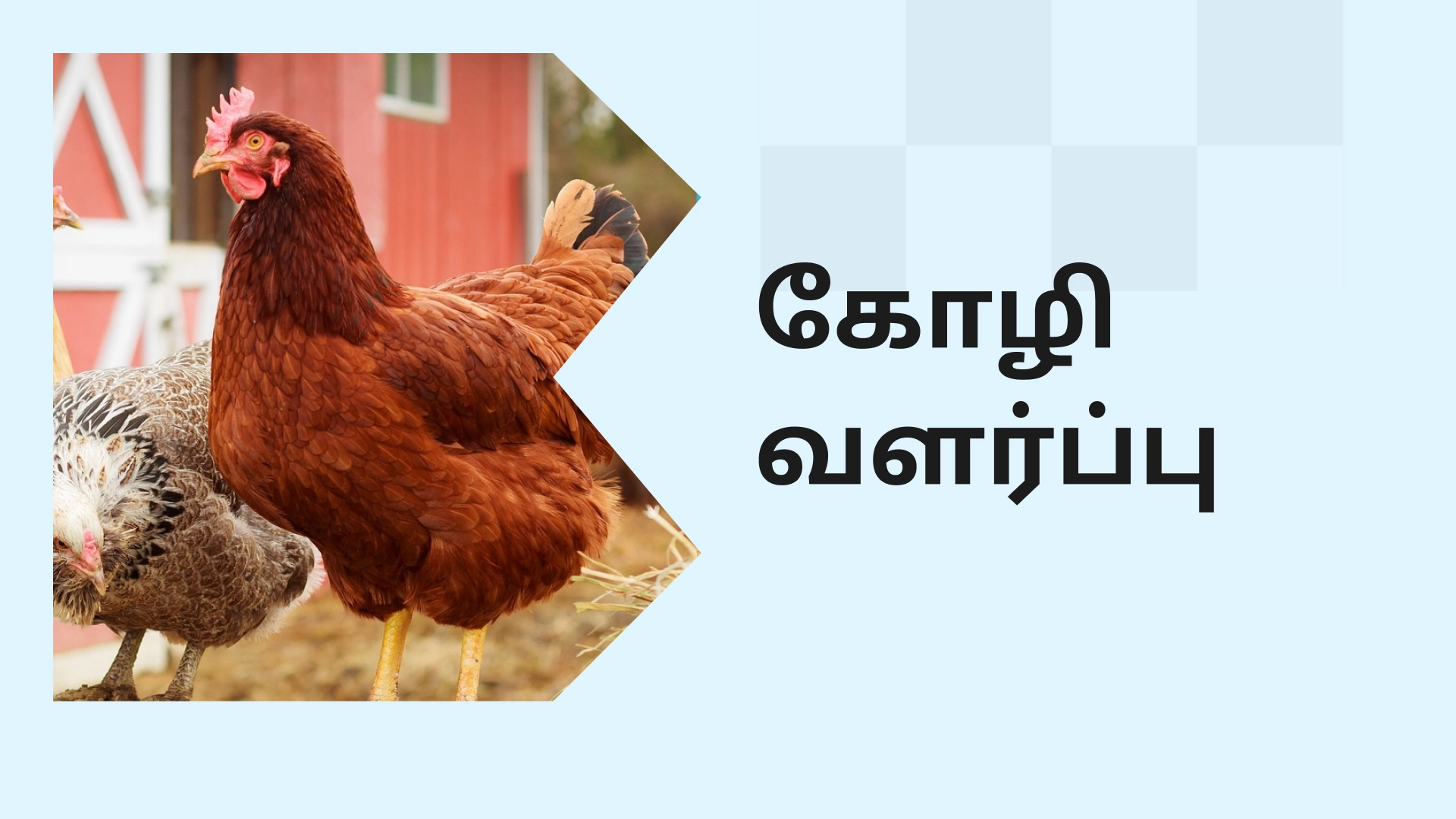 How to do Poultry Farming in India