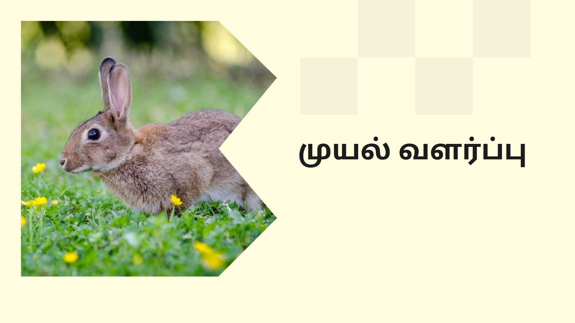 Rabbit Farming Course Video
