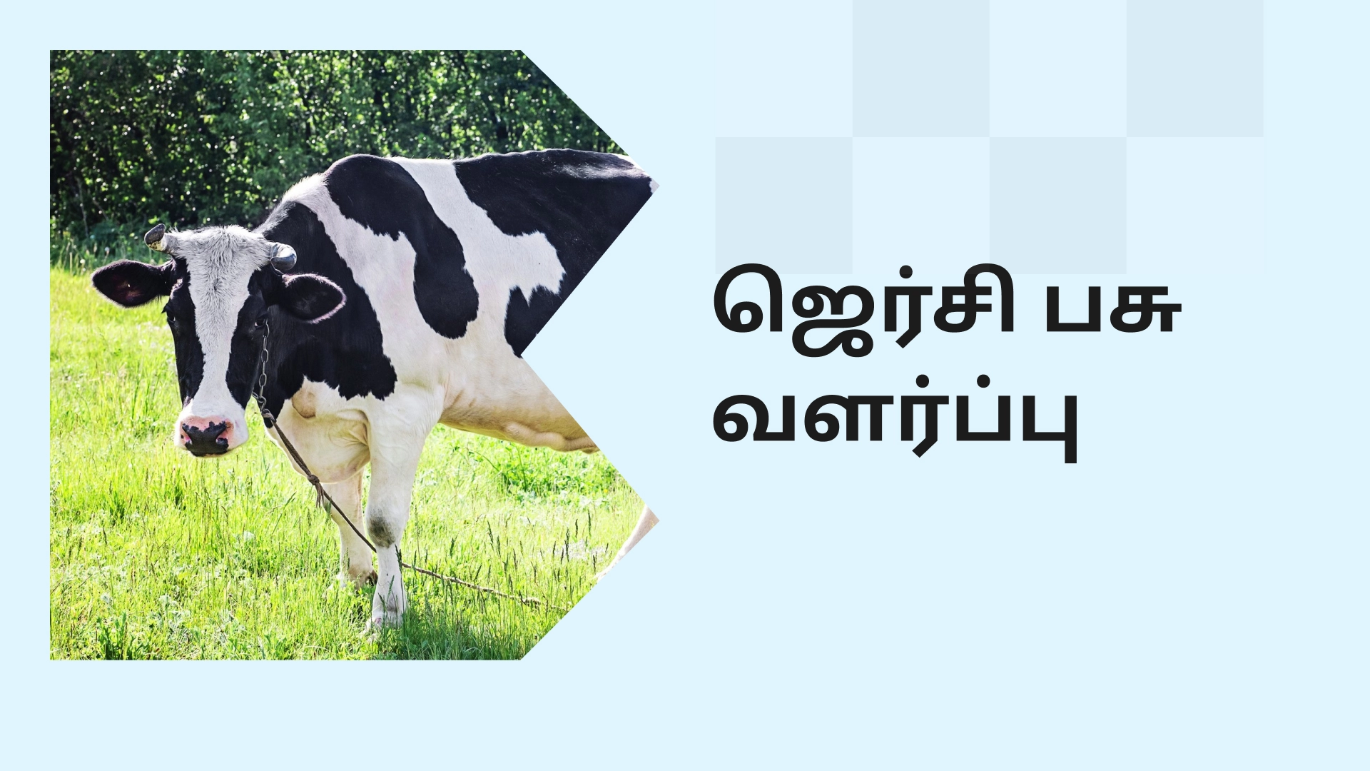 Jersey Dairy Farming Course Video