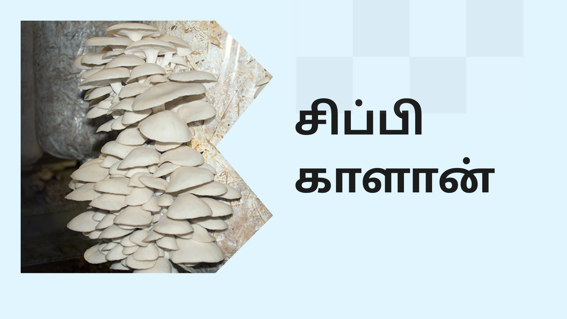Oyster Mushroom Farming Course Video