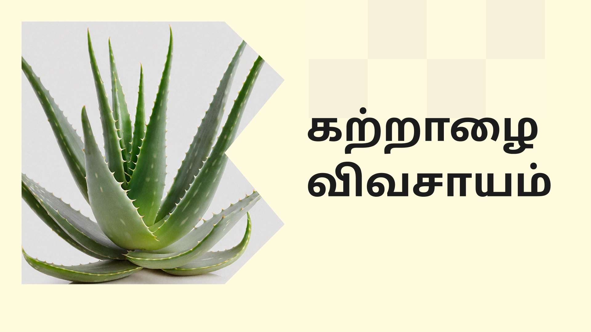 Aloe Vera Farming Course Video