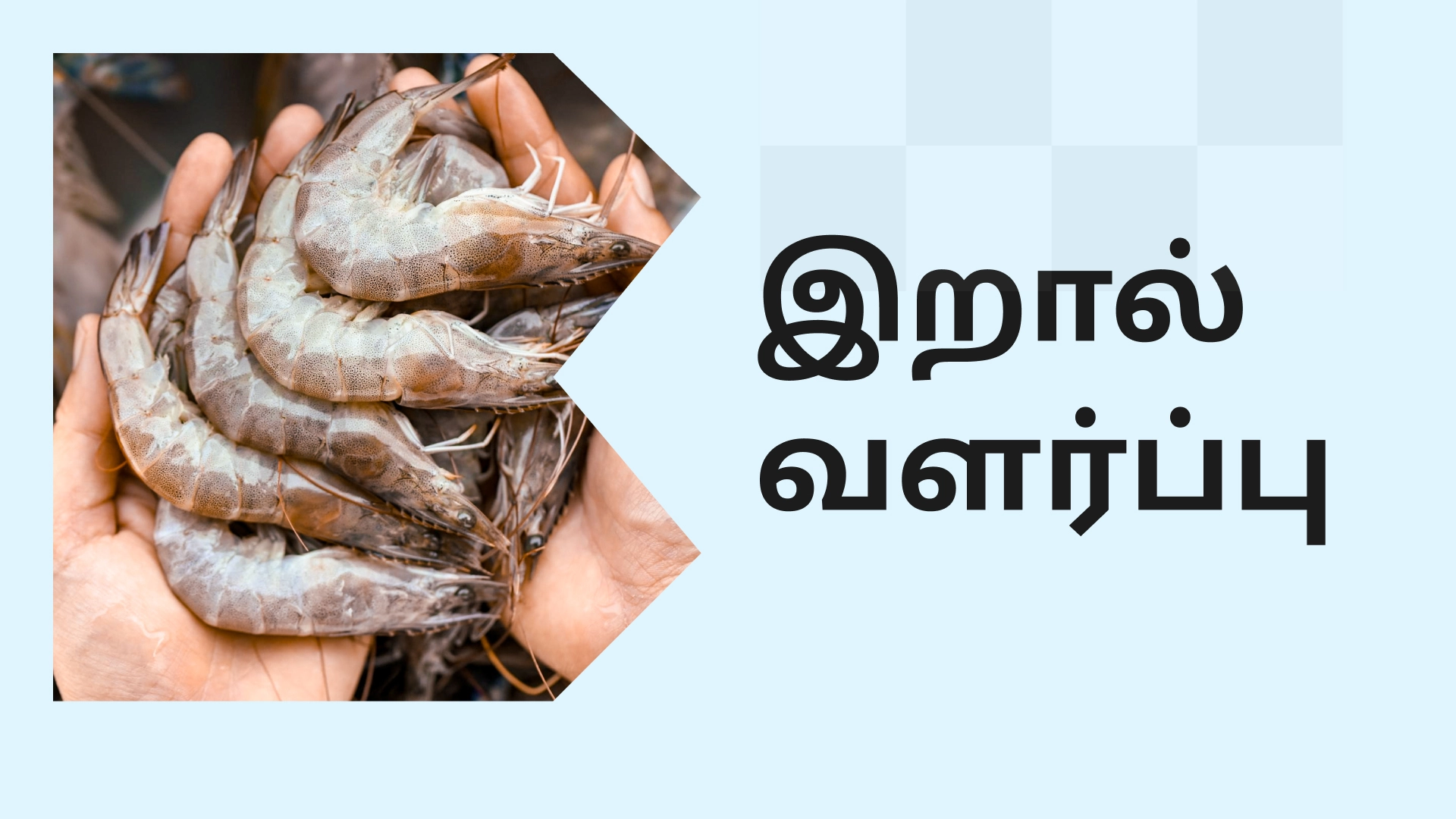 Prawn Farming Course Video