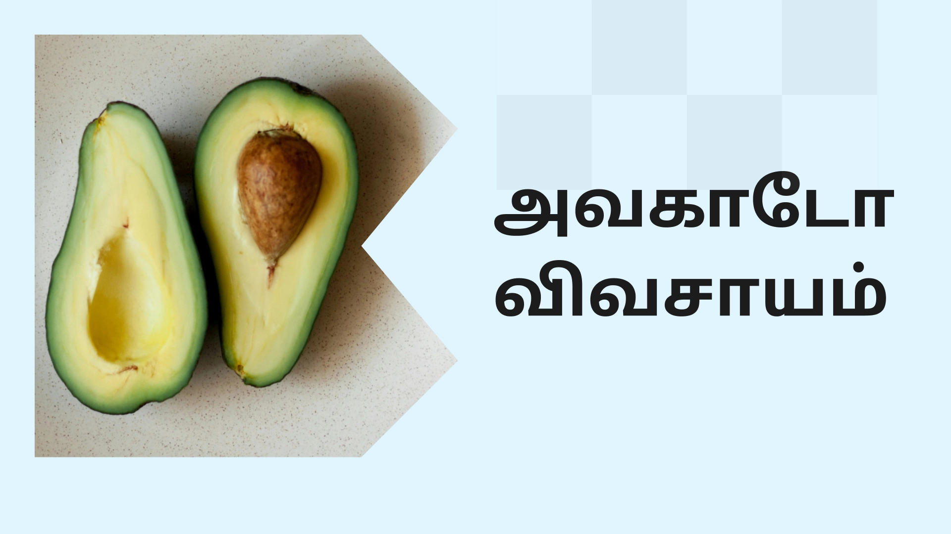 Avocado Farming Course Video