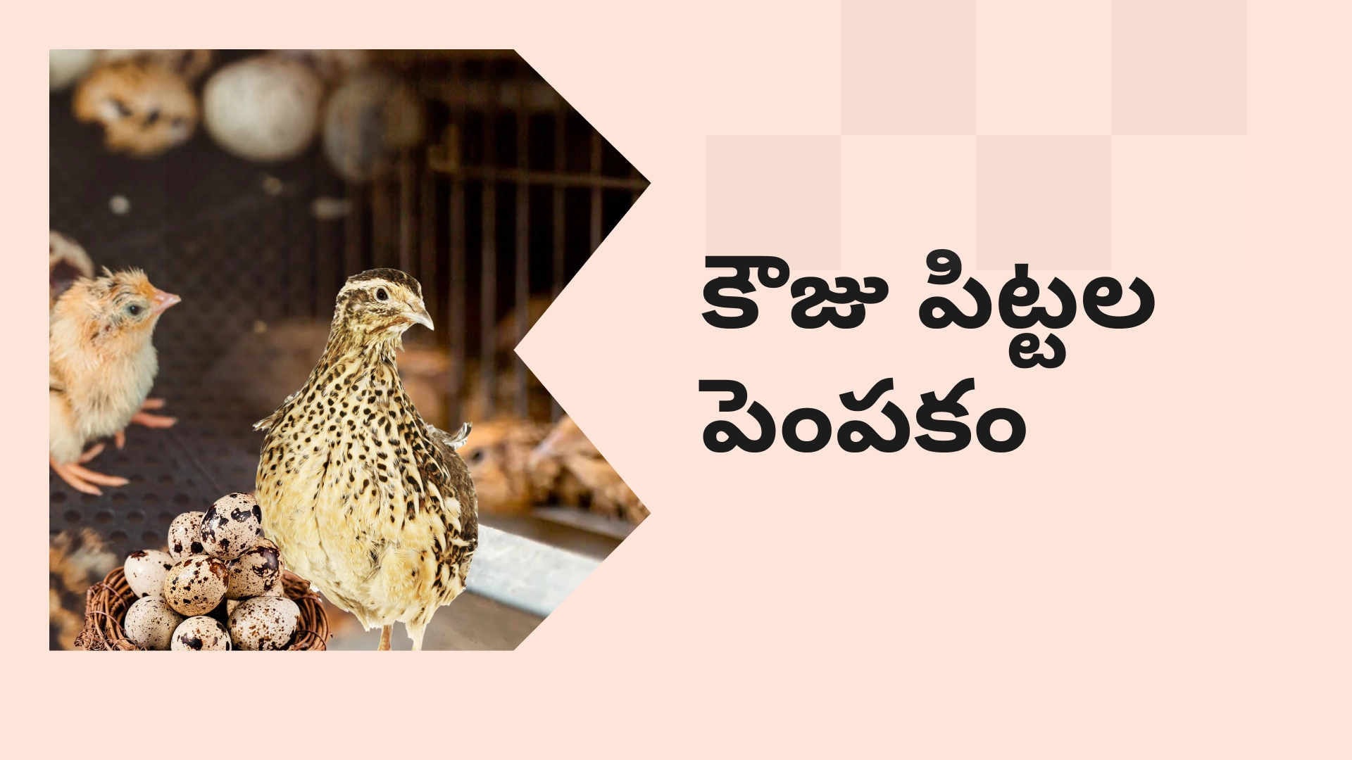 Quail farming course video
