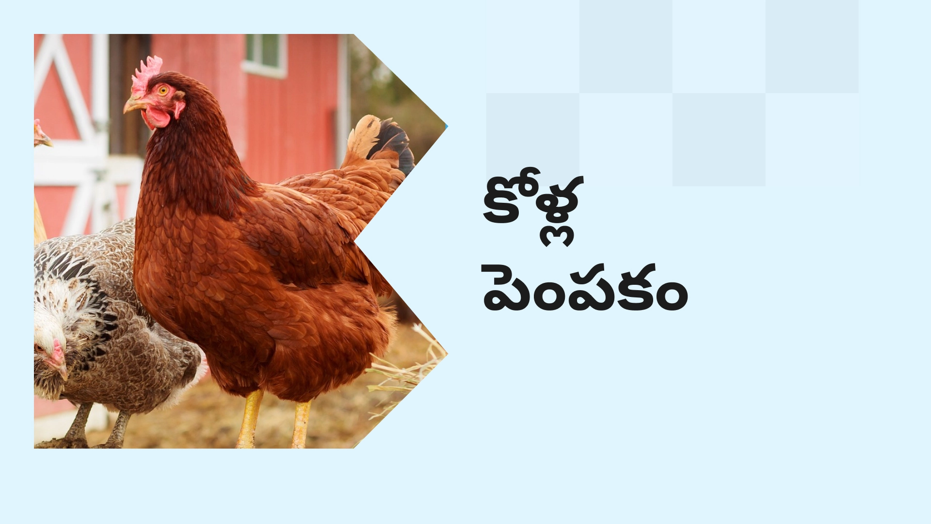How to do Poultry Farming in India