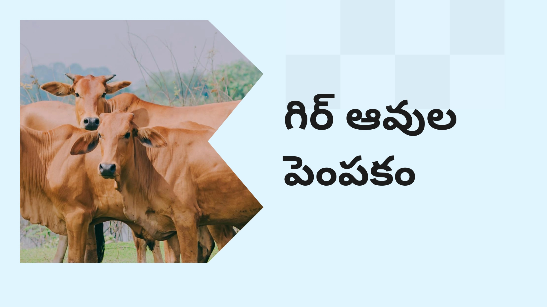 Gir Cow Farming Course Video