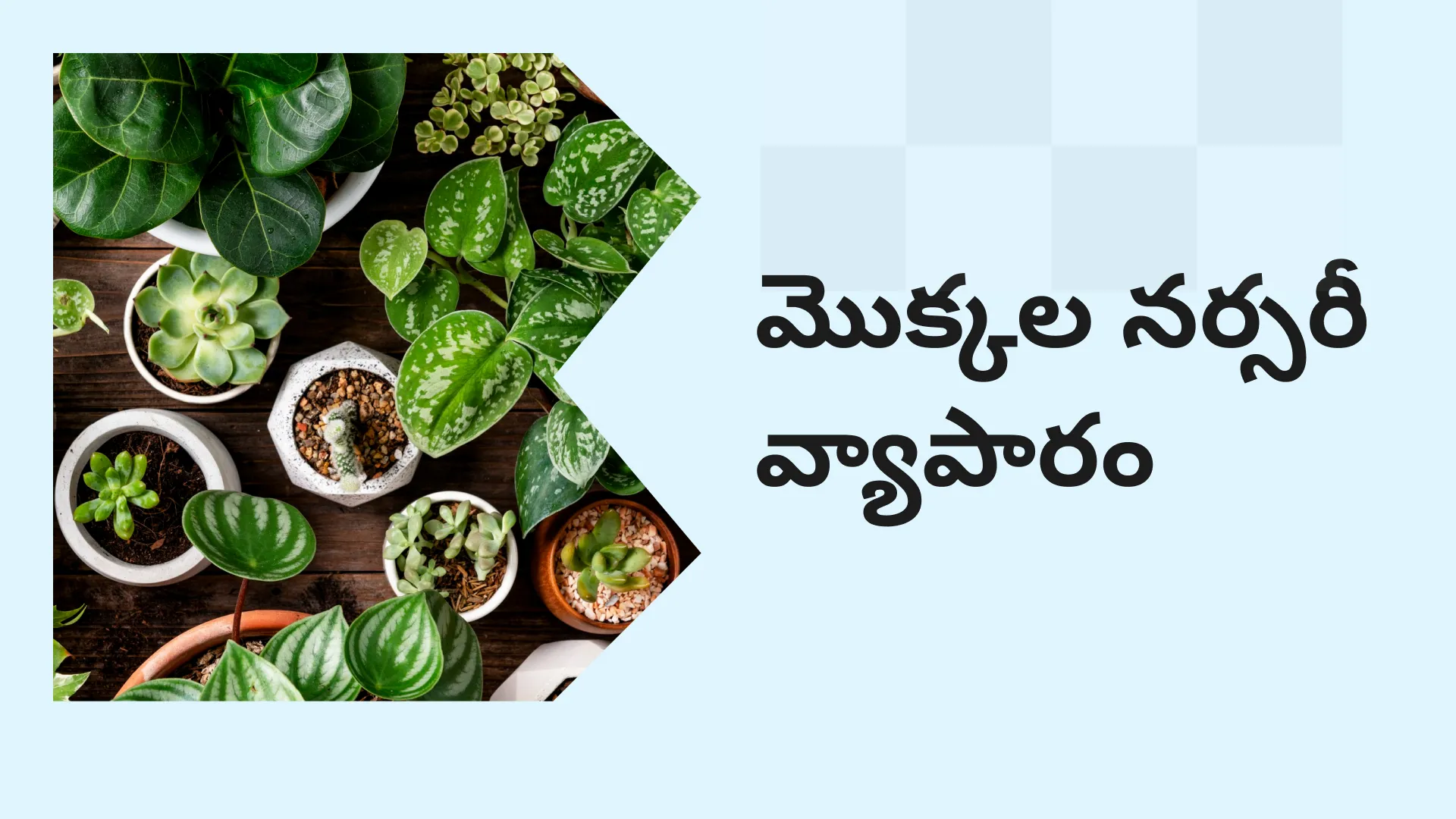 What is Plant Nursery?