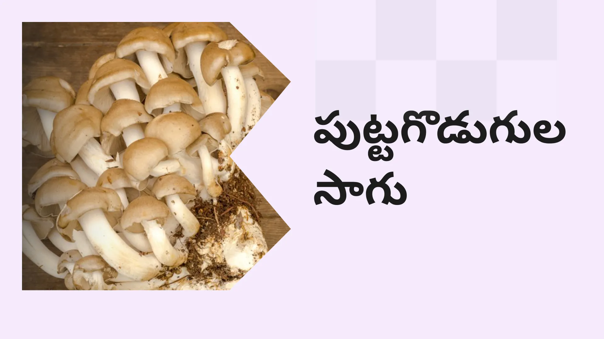 Mushroom Farming Video
