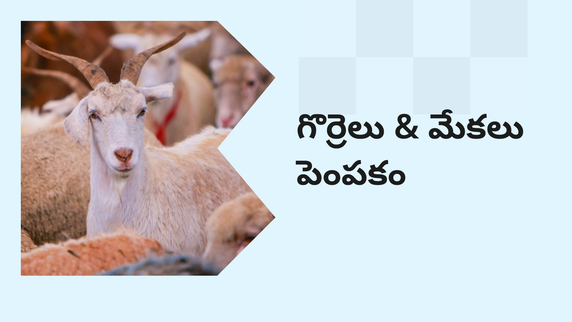 Goat and Sheep Farming Course Video