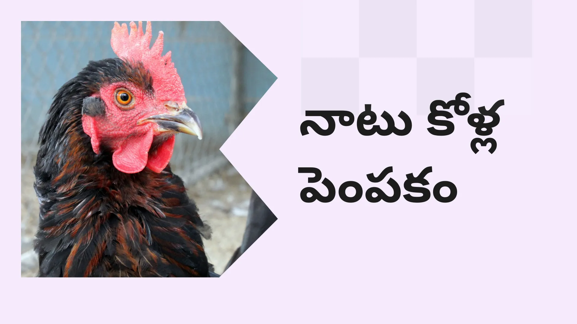 Country Chicken farming Course Video