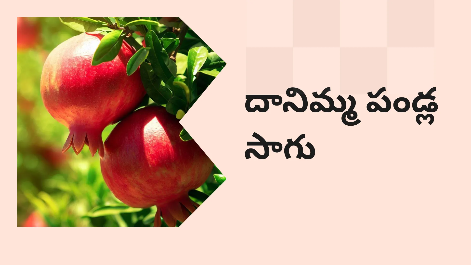 Pomegranate Farming Course Video