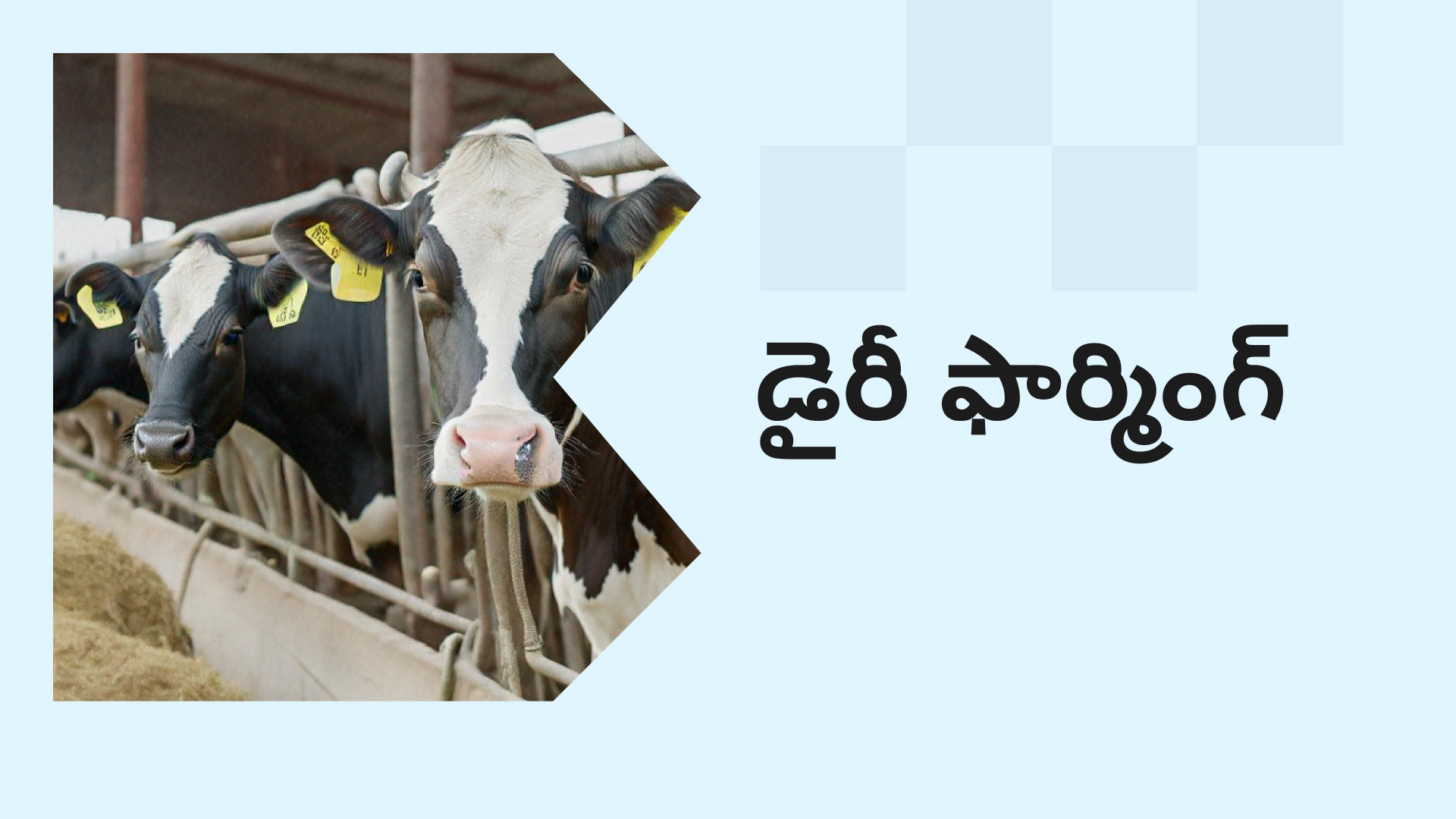 Dairy Farm Business Course Video