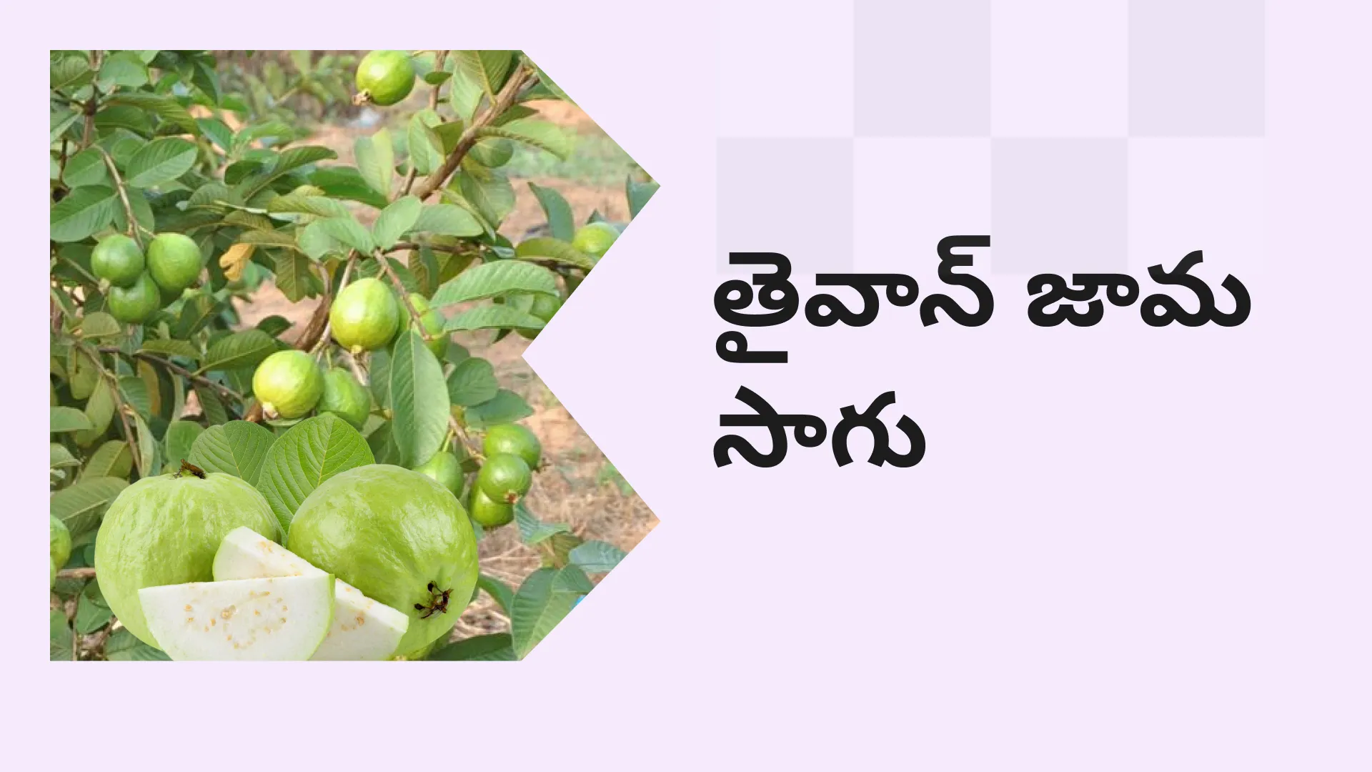 Taiwan Guava Farming Course Video