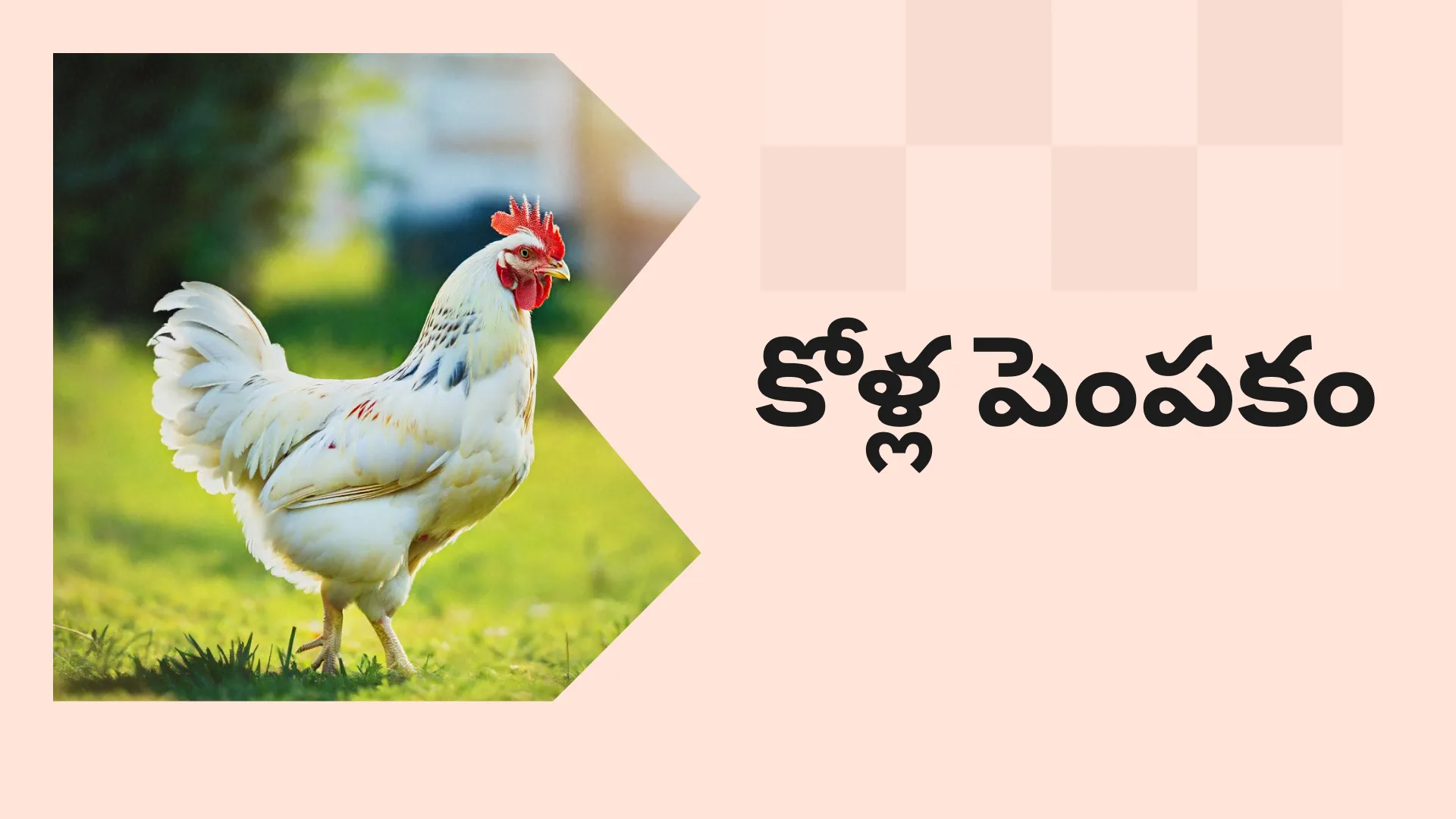 Poultry farming course video