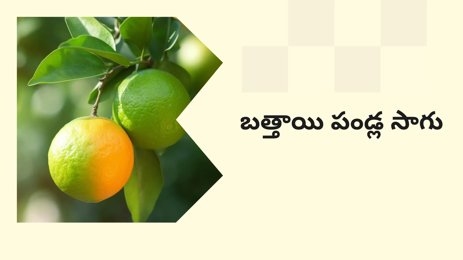 Mosambi Cultivation Course Video
