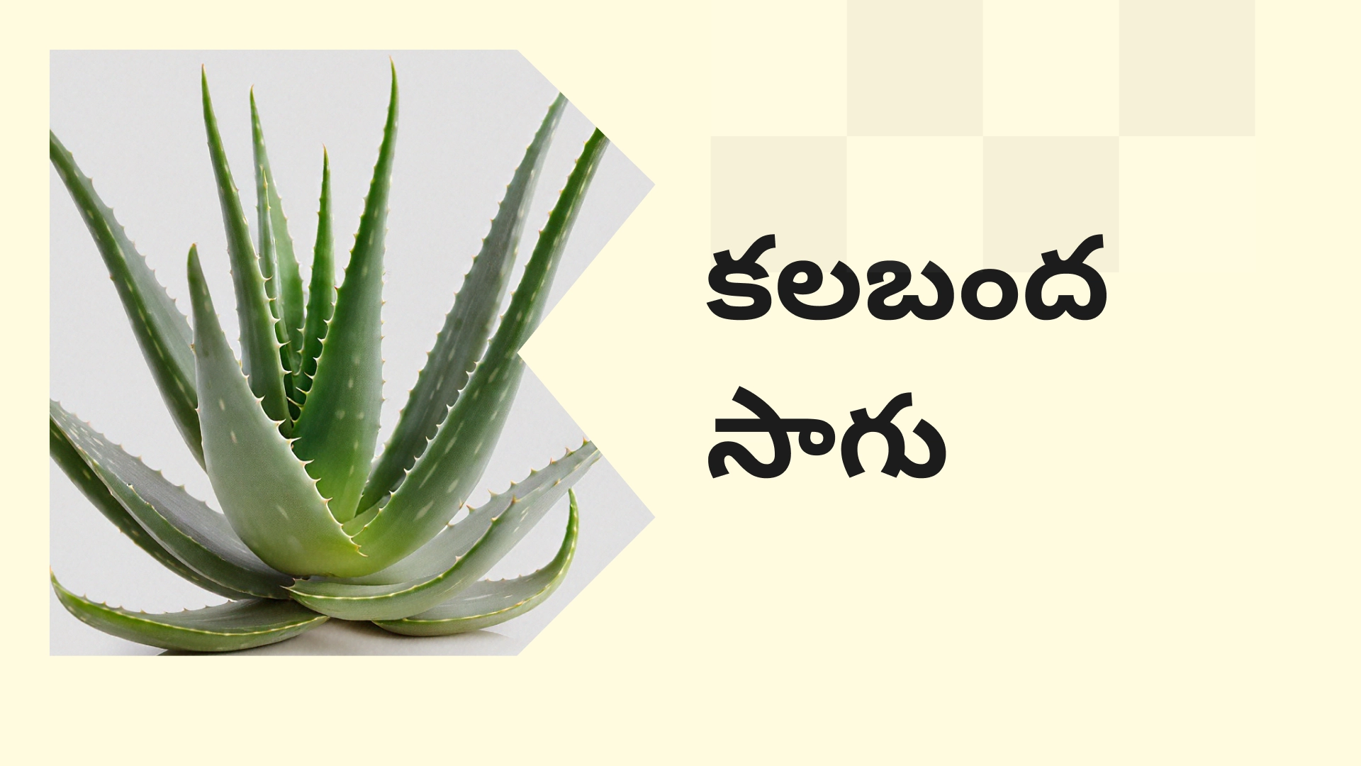 Aloe Vera Farming Course Video