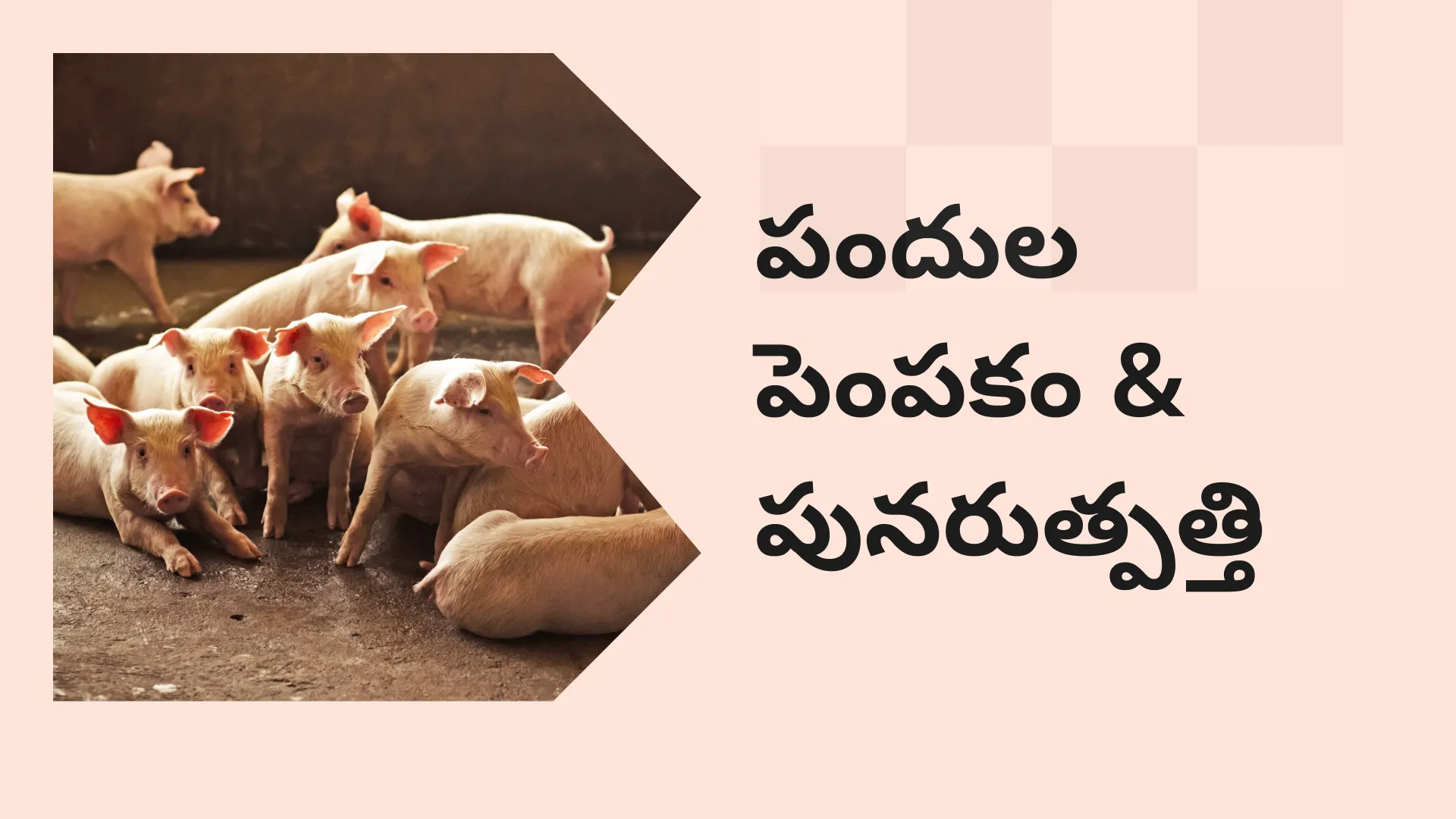 Breeding &Reproduction in Pig Farming Course Video