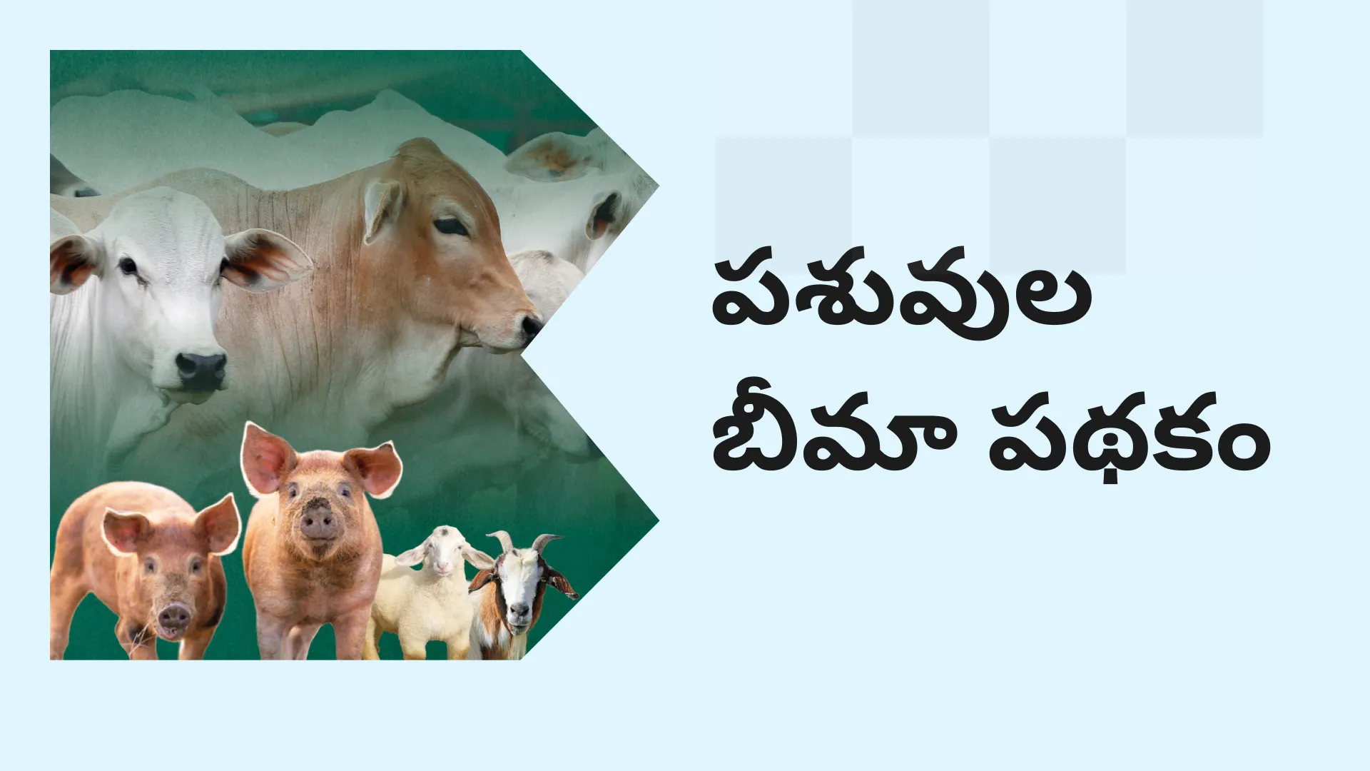 Livestock Insurance Scheme Course Video